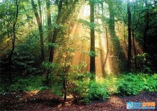 Photoshop打造森林深处绚丽的光阴效果
