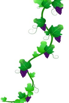 CorelDrawX6绘制逼真绿藤和成串紫葡萄